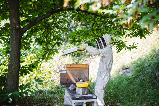 Beekeeper opens a beehive