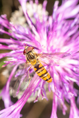 Hoverfly on a purple flower in late summer