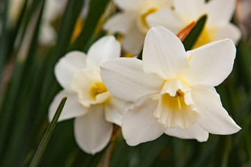 Fototapeta na wymiar white daffodils