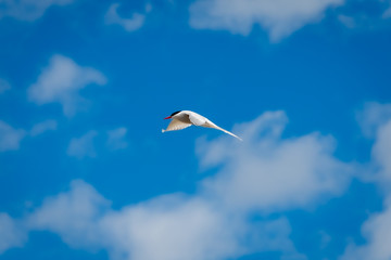 Beautiful sterna hirundo in full flight, at the Bothnian Sea in east Sweden in the nature preserve Hornslandet