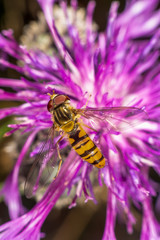 Hoverfly on a purple flower in late summer