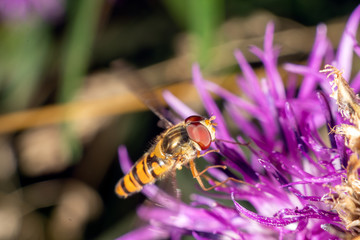 Hoverfly on a purple flower in late summer