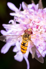 Hoverfly