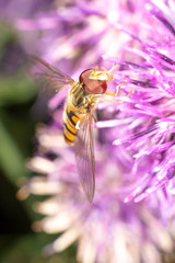 Hoverfly