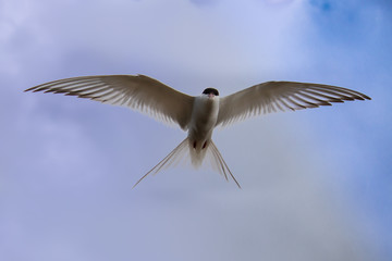 Beautiful sterna hirundo in full flight, at the Bothnian Sea in east Sweden in the nature preserve Hornslandet