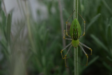 Araña lince