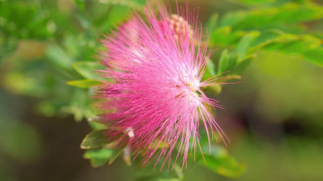 Pink flowers in bloom in tropical garden in 4k slow motion 60fps
