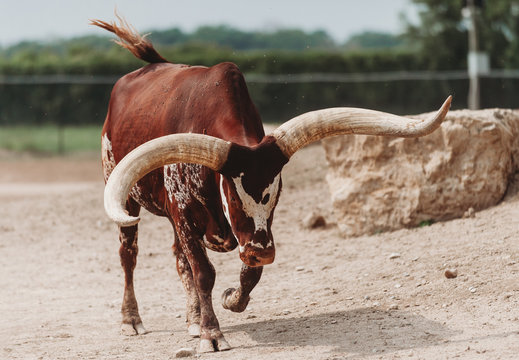 Watusi