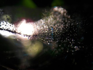 small rain drops on the spider web