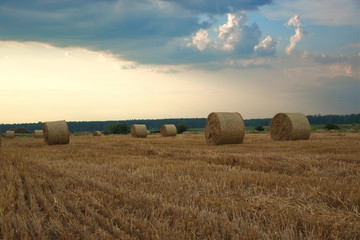 Fototapeta premium bales of hay in a field