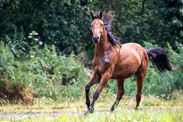 A portrait of a horse trying to stop after running for a while around in the field in front of a forest.