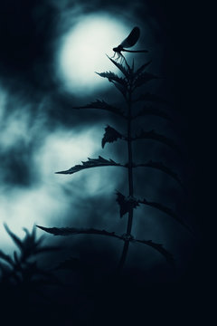 Dragonfly in the moonlight