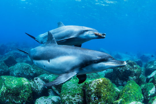 Indo Pacific Bottlenose Dolphin And Calf Swimming In Sea