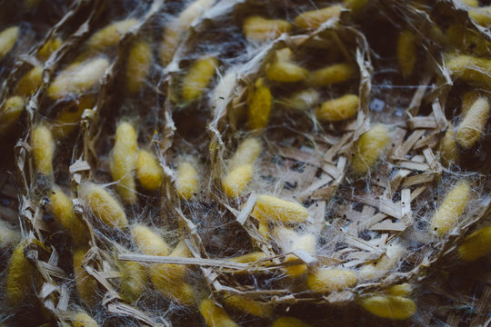 Cocoons of the silkworm in a basket.