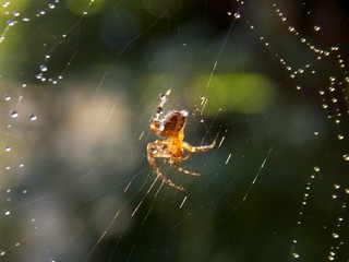 spider on spider web with rain drops