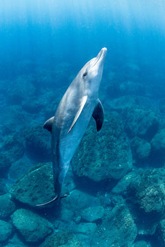 Indo Pacific Bottlenose Dolphin Swimming In Sea