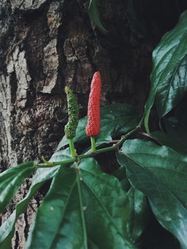 Long Pepper