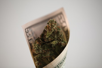 cannabis cones marijuana in money
