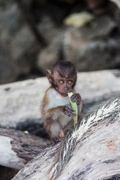 Monkey eating vegetable on branch