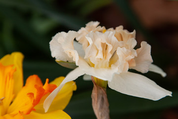 white ruffle daffodil