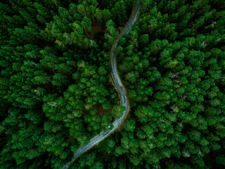 aerial view of the forest