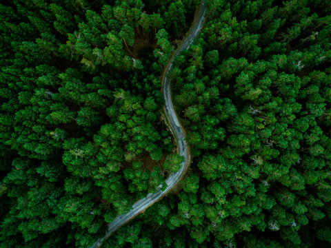 aerial view of the forest