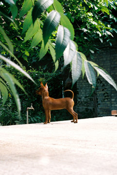 Small dog