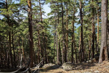 Lake view through pine forest