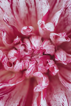 Close Up of dahlia Petals