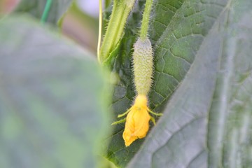 Small green prickly cucumbers growing in a greenhouse with yellow flowers , selective focus. Organic cucumber grow on the ground without pesticides. Healthy vegetarian food. Fresh vitamins vegetables 