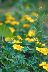 Close up of beautiful Tagetes patula flower French marigold in the garden. Marigold background. Macro photo of the nature of the flower Tagetes. Beautiful tagetes