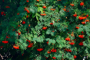 ripe bunches of rowan on the branches of a tree