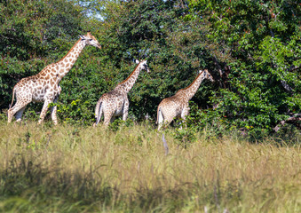 Three Giraffes walking through the savannah grass of the Bwabwata Nationalpark at Namibia