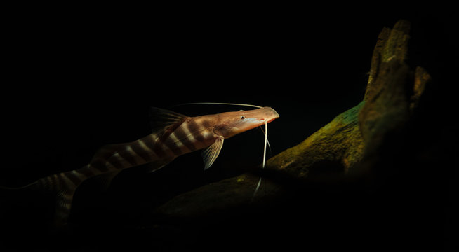 Marine Creature - Whisker Fish