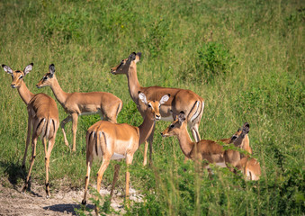 A group of Impalas in the savannah grass of the Bwabwata Nationalpark at Namibia