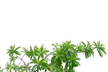 Fototapeta premium Tree leaves with branches on white isolated background for green foliage backdrop 