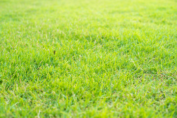 Natural green grass texture. green grass background