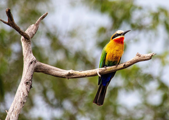 A White-fronted Bee-eater sitting on a branch at the Bwabwata Nationalpark in Namibia