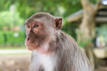 Monkey. The concept of animals in the zoo. 