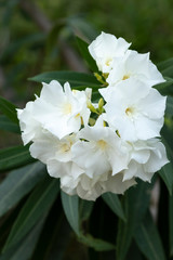 Nerium oleander in bloom, white bunch of flowers and green leaves on branches