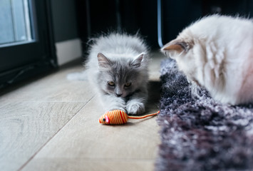 Kitten playing with a rag mouse