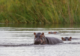 A group of Hippopotamus in the water of the Kwando River at the Bwabwata Nationalpark at Namibia