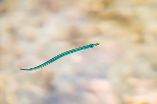 Lesser sand eel swimming in rockpool
