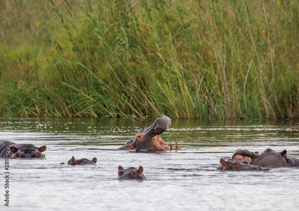 Sticker a group of hippopotamus in the water of the kwando river at the bwabwata nationalpark at namibia