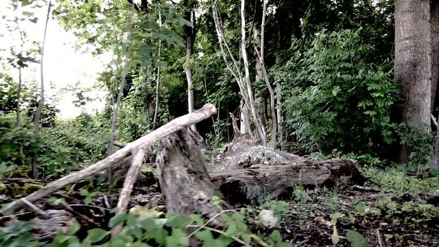 forest leaves