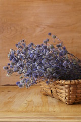 Medicinal herbs - blue thistles, blue eryngo, flat sea holly, Eryngium planum