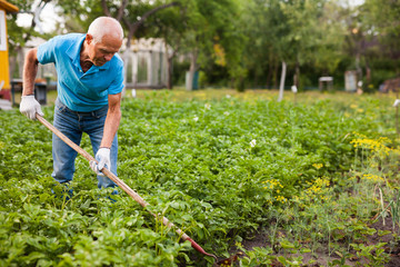 Mature man weeds with a hoe the garden bed