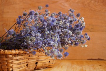 Medicinal herbs - blue thistles, blue eryngo, flat sea holly, Eryngium planum