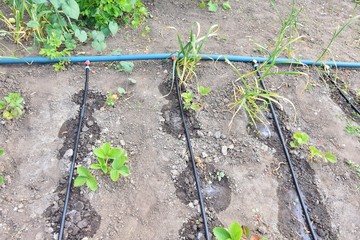 Vegetable garden with drip irrigation system. Drop by drop equipment for gardening. Growing vegetables with sprinkled grip irrigation. Garden beds with growing organic vegetables and drip irrigation