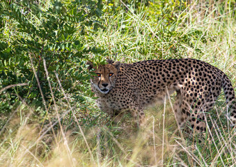 A Cheetah is standing in the savannah grass near a major road through the Caprivi-Strip in Namibia